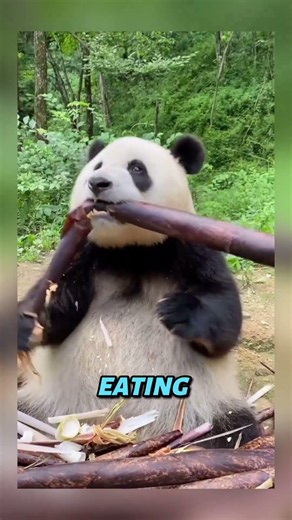 A fact to make your day up #panda #facts #pandas