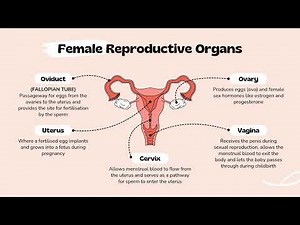 Human Reproduction: Male & Female Reproductive Systems, Sperm Pathway & Menstrual Cycle Explained!💯