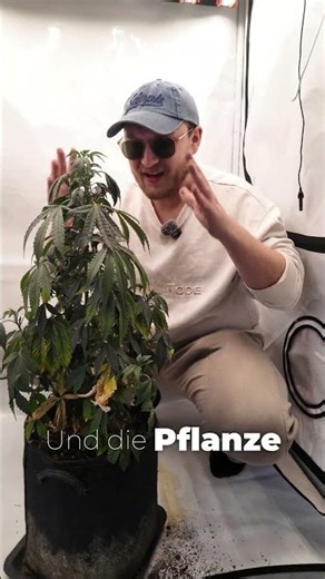 Is this plant still salvageable??🥦 | #greennode #shorts