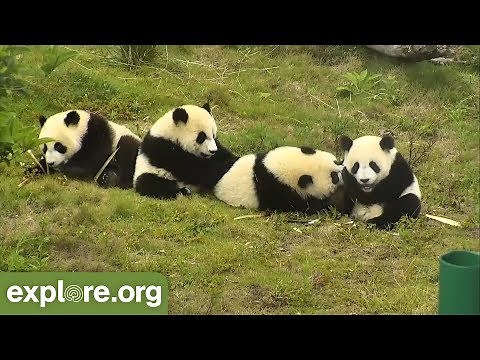 Five Fascinating Facts About Baby Pandas - Never Stop Learning