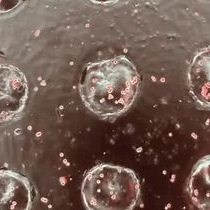 Efficient Cell Loading for Embryoid Bodies | JoVE Journal