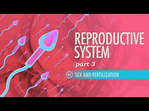 Reproductive System, Part 3 - Sex & Fertilization: Crash Course Anatomy & Physiology #42