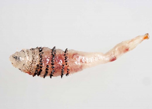 12 Ugly Insects to Avoid (Creepy Facts, Photos) Parasites, Bugs | Storyteller Travel