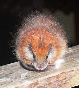 Last seen in 1898, red-crested tree rat pokes its nose out