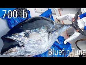 Landing a Giant Bluefin Tuna Fishing on Prince Edward Island Canada (Part 3)