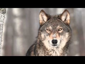 National Geographic Kids Mission: Animal Rescue