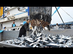 Big Catch Fishing in The Deep Sea With Big Boat - Amazing Tuna Fish Processing Skill