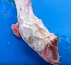 Horrifying alien-like sea monster with razor-sharp teeth and no eyes terrifies the internet