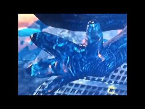 Xenomorph feet (alien)