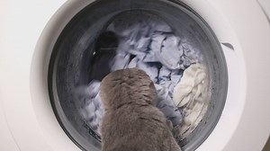 Cat watches a washing machine as it runs its cycle - Free Stock Video