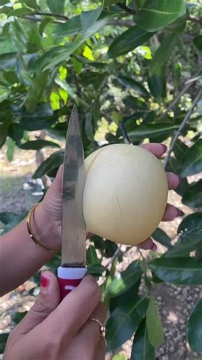 Buah pir fresh #viralvideo