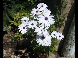 Osteospermum. How to plant osteospermum. Seedlings of osteospermum.