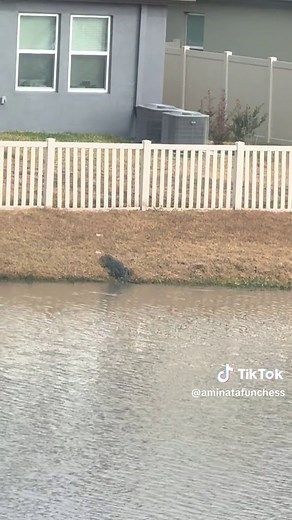 Unexpected Encounters in Florida: Feeding Alligators