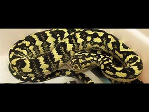 The Jungle Carpet Python (Morelia spilota)