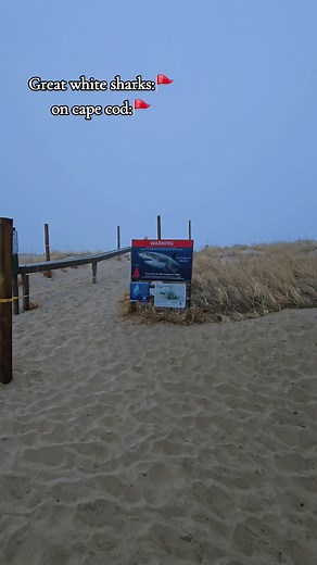 Great White Sharks: Cape Cod's Marine Phenomenon