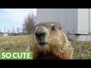 Adorable gopher is too curious to resist the camera