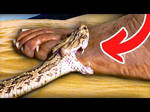 Most Painful and Deadliest Snake Bite In The World!