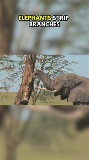 Top Ten Animals That Have Learned to Use Tools Creatively: The Practical Engineers