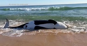 21-foot killer whale dies after washing ashore on Florida beach