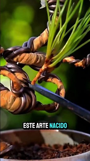 El arte del bonsái: paciencia que se convierte en belleza