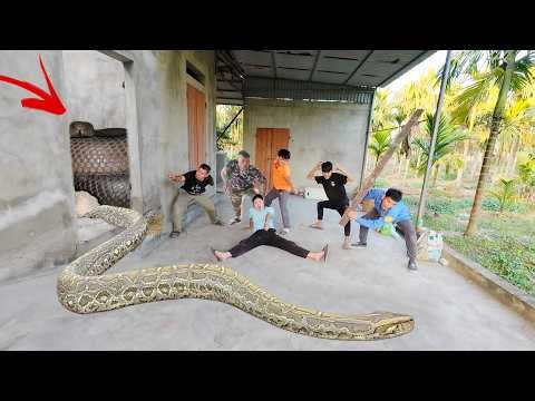 5 Hunters Rescue The Young Girl Attacked by Giant Python and Cobra in Her Home