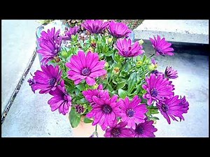 'African Daisy' Osteospermum ecklonis | Container Gardening