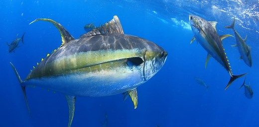 Climate change is causing tuna to migrate, which could spell catastrophe for the small islands that depend on them