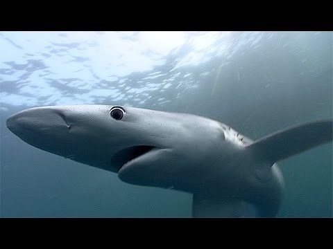 Blue Sharks | SHARK ACADEMY