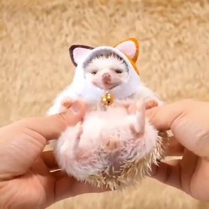 Random Animals on Reels