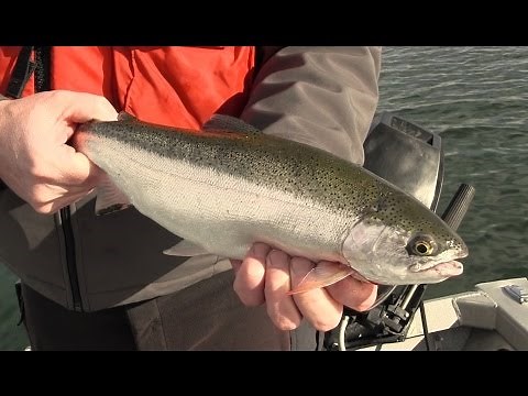 Basic Techniques for Trout Fishing in Washington