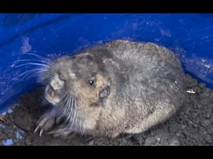 Trapping a gopher using the garden hose method