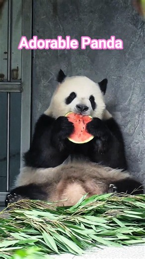 Do Pandas eat all the Time? #panda #pandafacts #cuteanimals