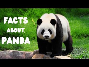Giant Panda Facts: What Makes Pandas The Cutest?