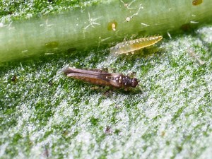 THRIPS CONTROL | Beneficial Insectary