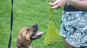 Why do dogs eat poop and how you can get your pet to stop