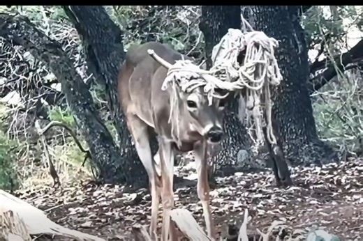 Texas Deer in His Emo Era Becomes Viral Internet Star