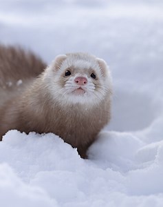 Facts About Ferrets 101: Interesting Things You Didn't Know!