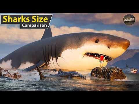 Sharks Size Comparison in water | world smallest to longest shark size