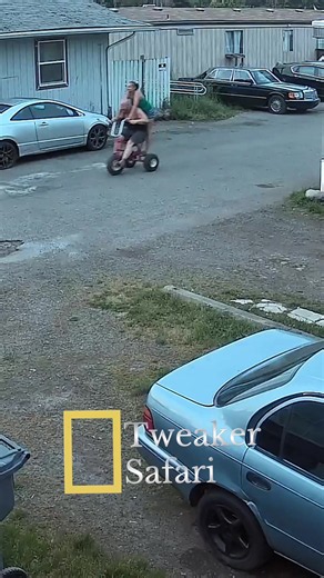 On today’s expedition, we witness two rare trailer park residents embark on a majestic journey aboard a tricycle that looks like it escaped from a horror movie. Against all odds, they successfully complete their migration and return safely to the herd. #tweaker #safari #Tricycle #trailerpark #Documentary