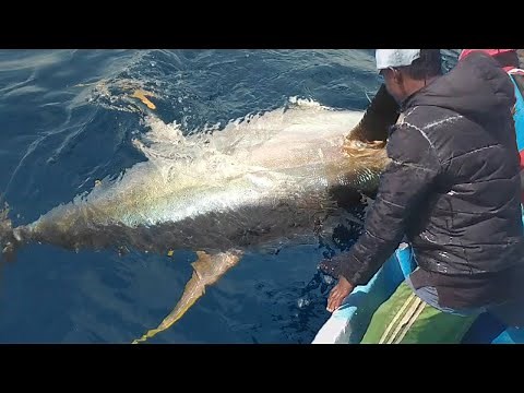 How to Handline Fishing tuna - Fishermen Catching Giant Tuna on The Sea