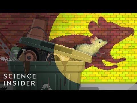 Why Cities Can’t Get Rid Of Rats