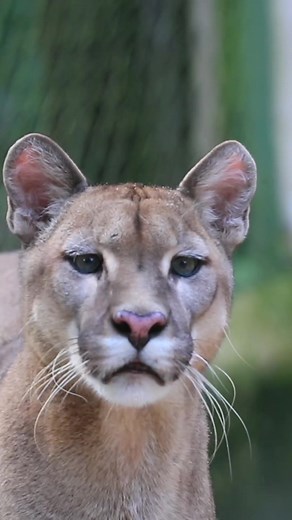 La historia de Michi, el puma rescatado