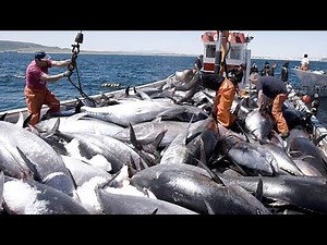 Net Fishing Tuna, Big Catch Giant Bluefin Tuna, Harvest and Tuna processing line in Factory