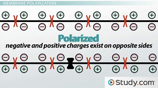 Neuron Diagram, Structure & Function