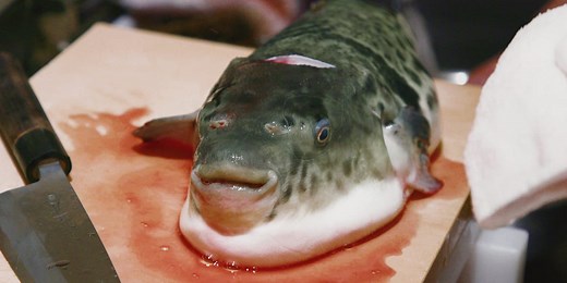 The Japanese eat 10,000 tons of fugu each year. Here's what makes the poisonous pufferfish so expensive.