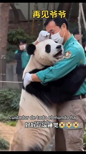 This PANDA was separated from her keeper but he FOUGHT for her and now they are TOGETHER 🥹🐼 #shorts