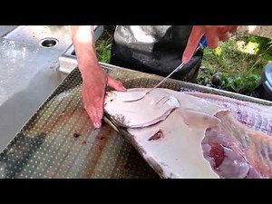 How to Fillet Halibut - Wildrose Charters Alaska