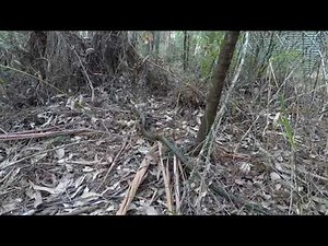 Carpet Python | Blue Mountains, Australia