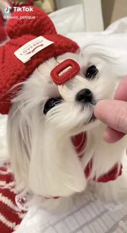 クリスマス近いから、今日は赤コーデ🎄🎀 サンタさんにも見つけてもらえるかな🐶💞 #マルチーズ #クリスマスコーデ #わんこ部#waのいる暮らし #うちの子可愛すぎる