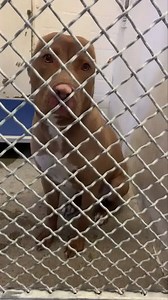 A5401690 ✰ PENNY -8/11/22- 😢OWNER SURRENDER😢 🔴 NEEDS a FOSTER and RESCUE now! 🔴 UPDATE!! She was adopted then RETURNED and the sweet girl needs help now!! Subject: First Plea for Penny A5401690 *RESCUE ONLY WITH WAIVER* ﻿ Good afternoon everyone, Hope this email finds everyone better than well. We at the Carson Animal Care Center are reaching out to you to see if you are in any position to assist with pulling “Penny”. She is a spayed pit bull that came to us as a return on 07/25/22. Behavior